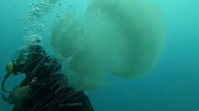 Antalyalı Balıkçıların Kabusu Oldu